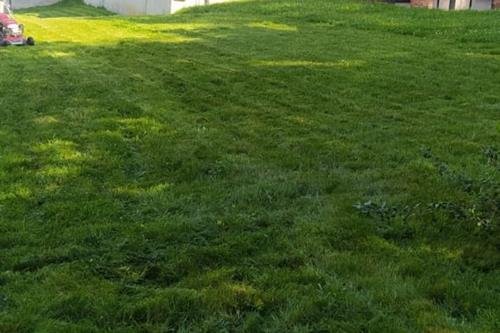 მებაღეები, ეზოს გამწვანება, ნარგავების მოვლა