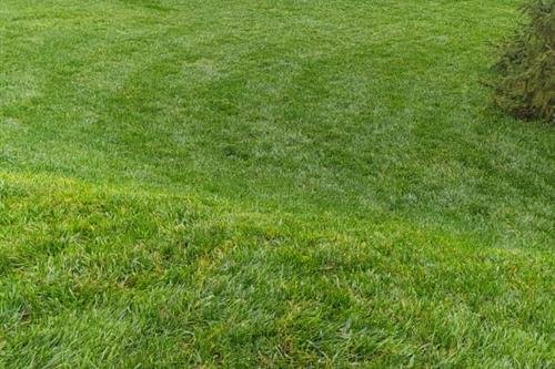 მებაღეები, ეზოს გამწვანება, ნარგავების მოვლა