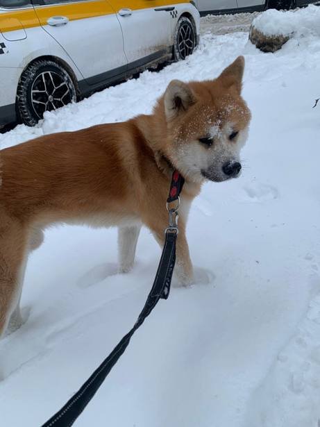 ძაღლის გასეირნება და მოვლა