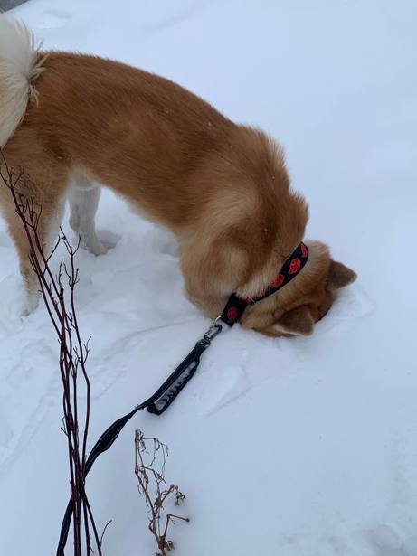 ძაღლის გასეირნება და მოვლა