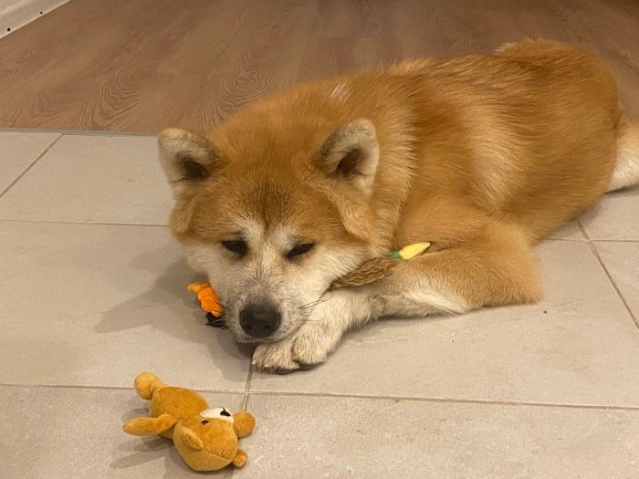 ძაღლის გასეირნება და მოვლა