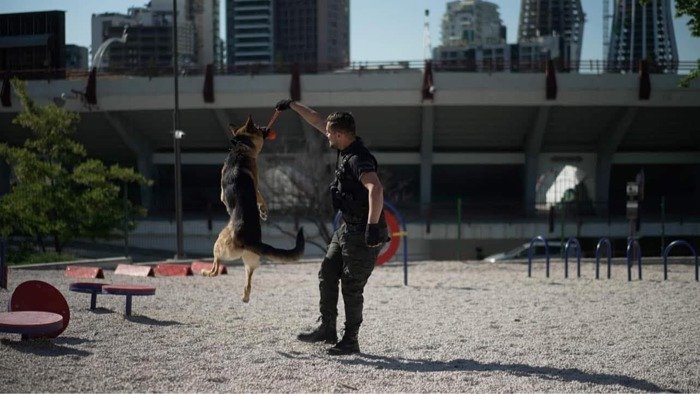 ძაღლების გაწვრთვნა