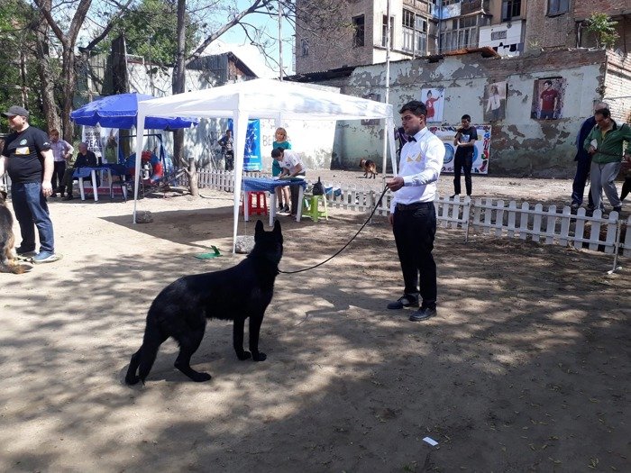 ძაღლების გაწვრთვნა