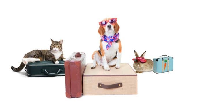 შინაური ცხოველების სასტუმრო Pet Hotel